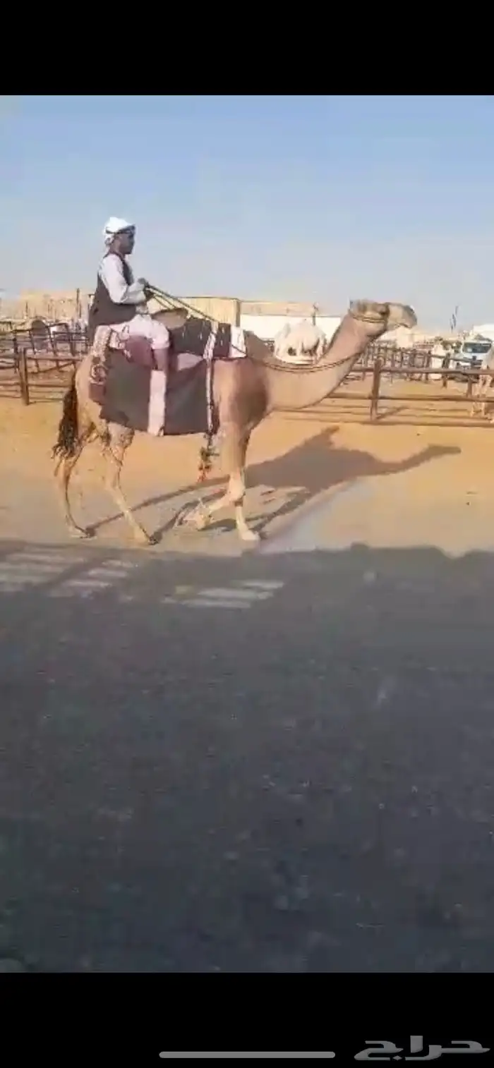 رحول حمرا طوع 3