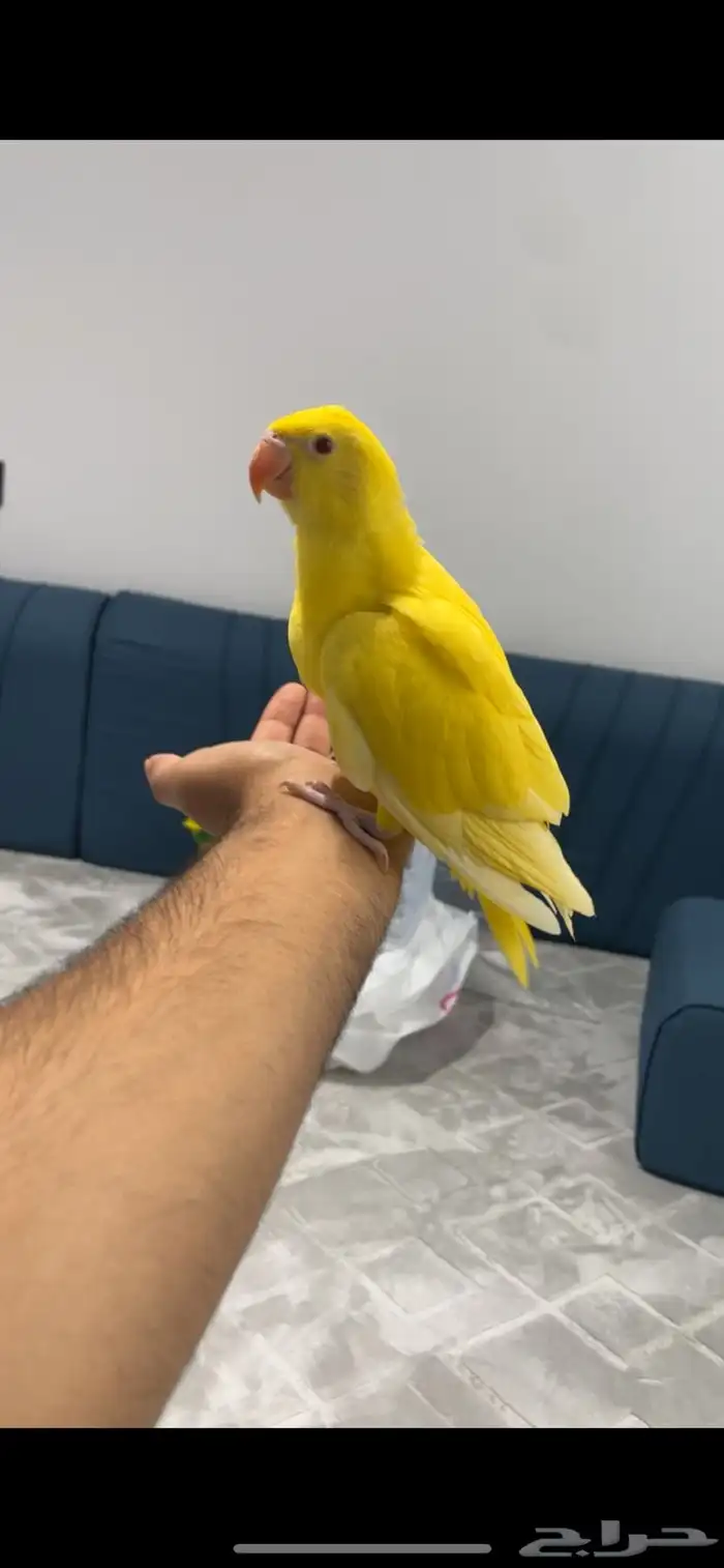 فرخ درة هولندي لاتينو ( تم البيع ) 7