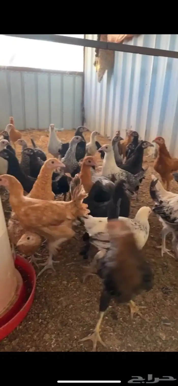 فراريج مشكل براهما دجاج عادي فيومي تركي 0