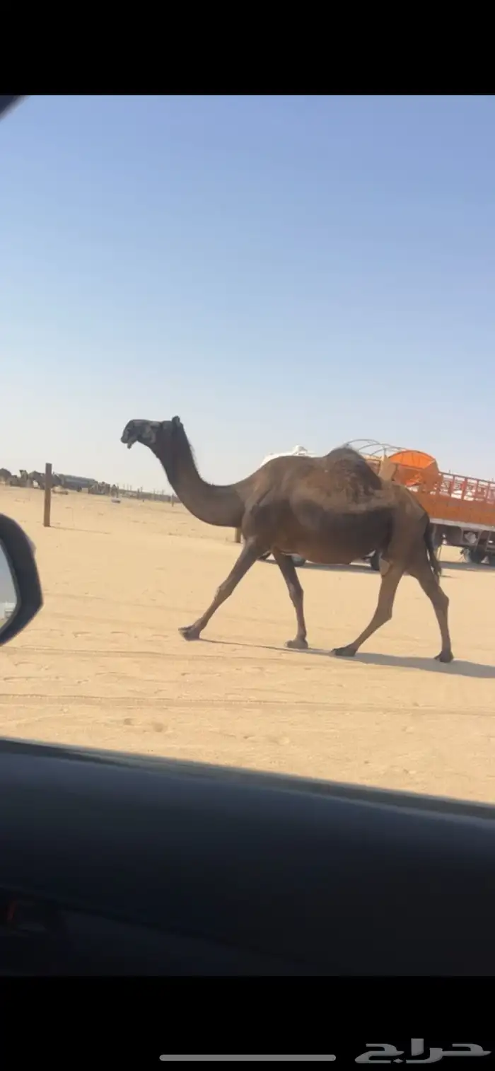 لقحه 0