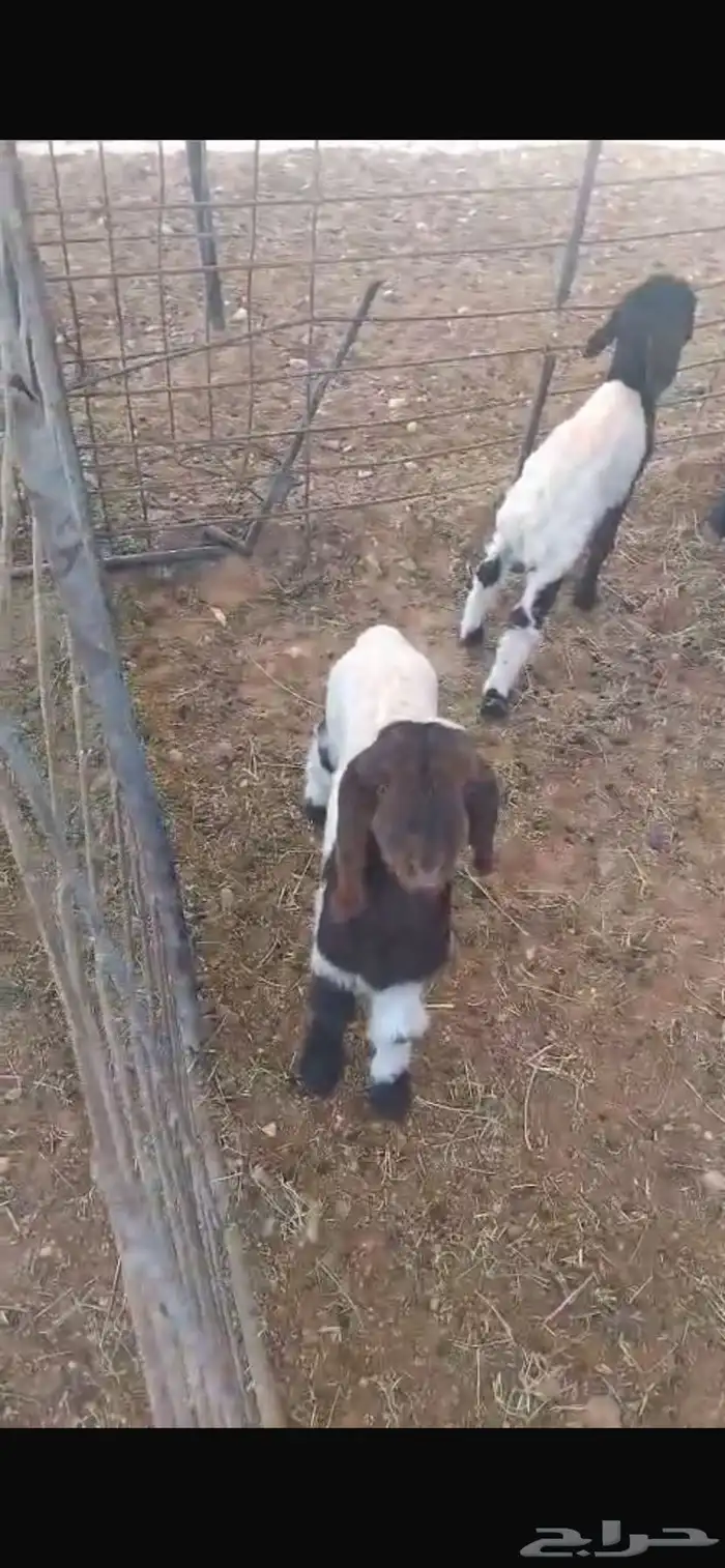 دواغير نعيم العدد 5 0