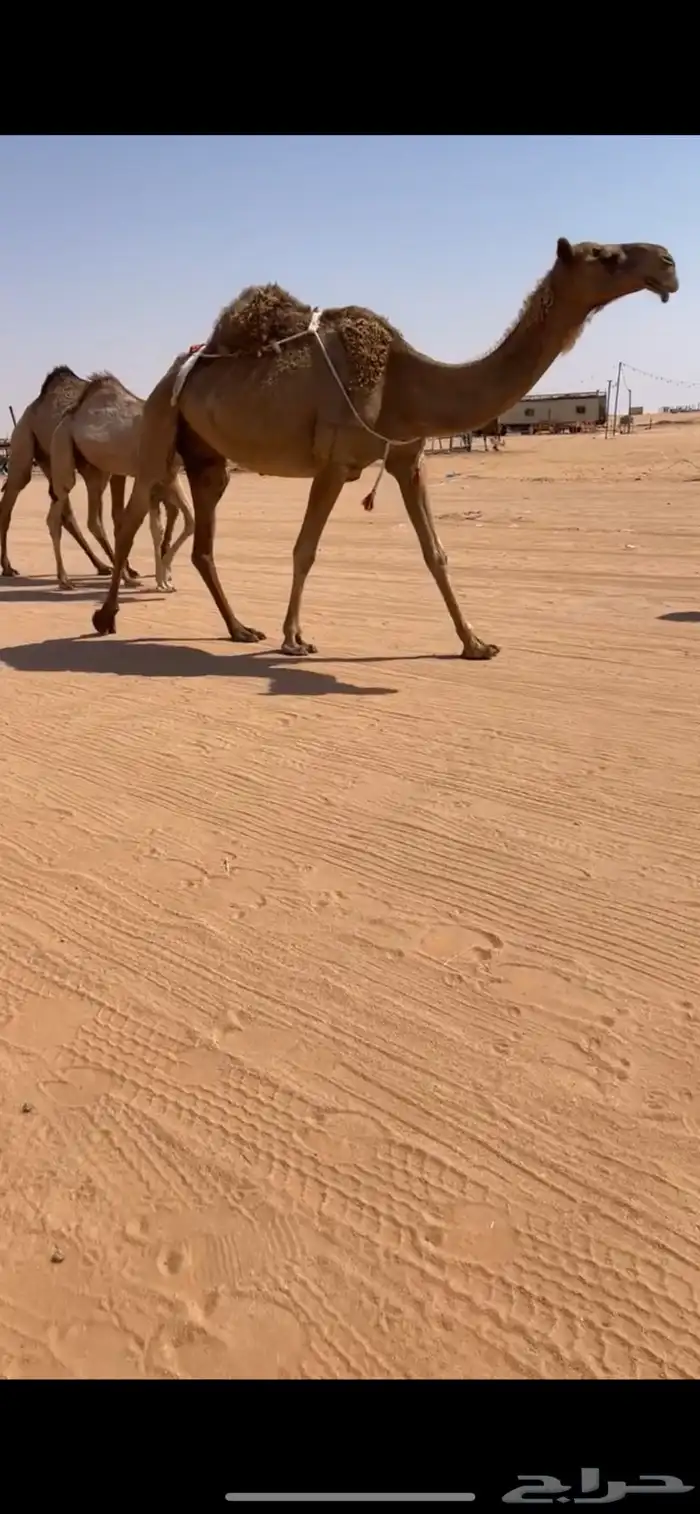 عشرا 1