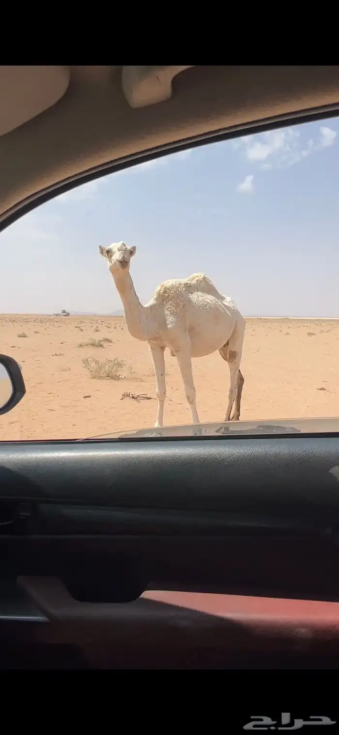 للبيع الناقه ضريبه مبيوع ولدها 1