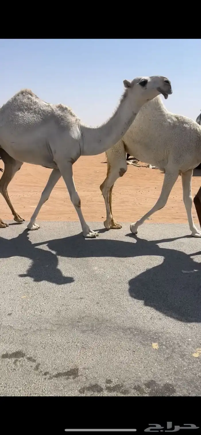 بكره وضحا 1