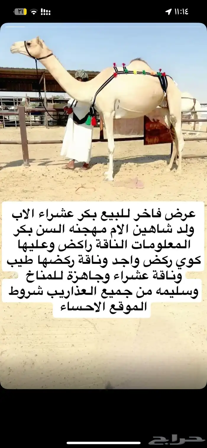 هجن بكر عشرا 0