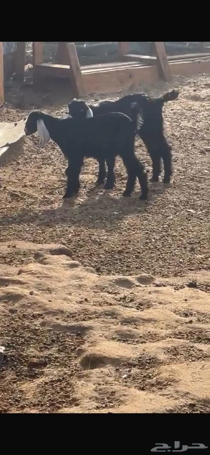 عنز متاومه بجفرات 3