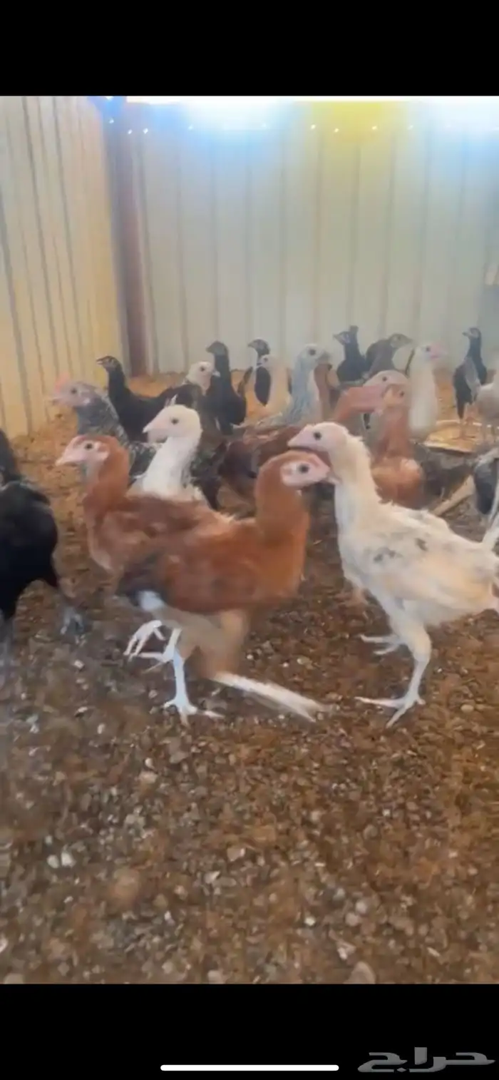 فراريج مشكل براهما دجاج عادي فيومي تركي 1