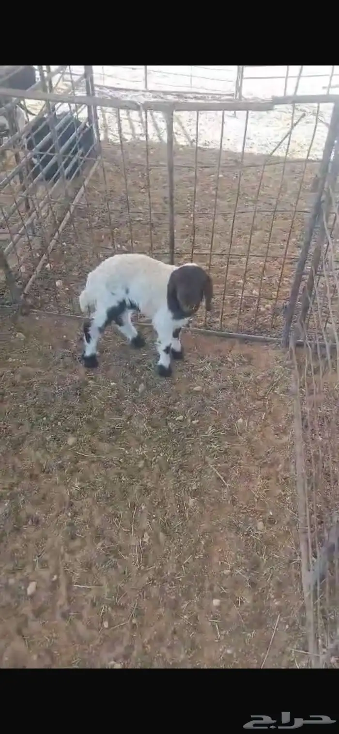 دواغير نعيم العدد 5 1