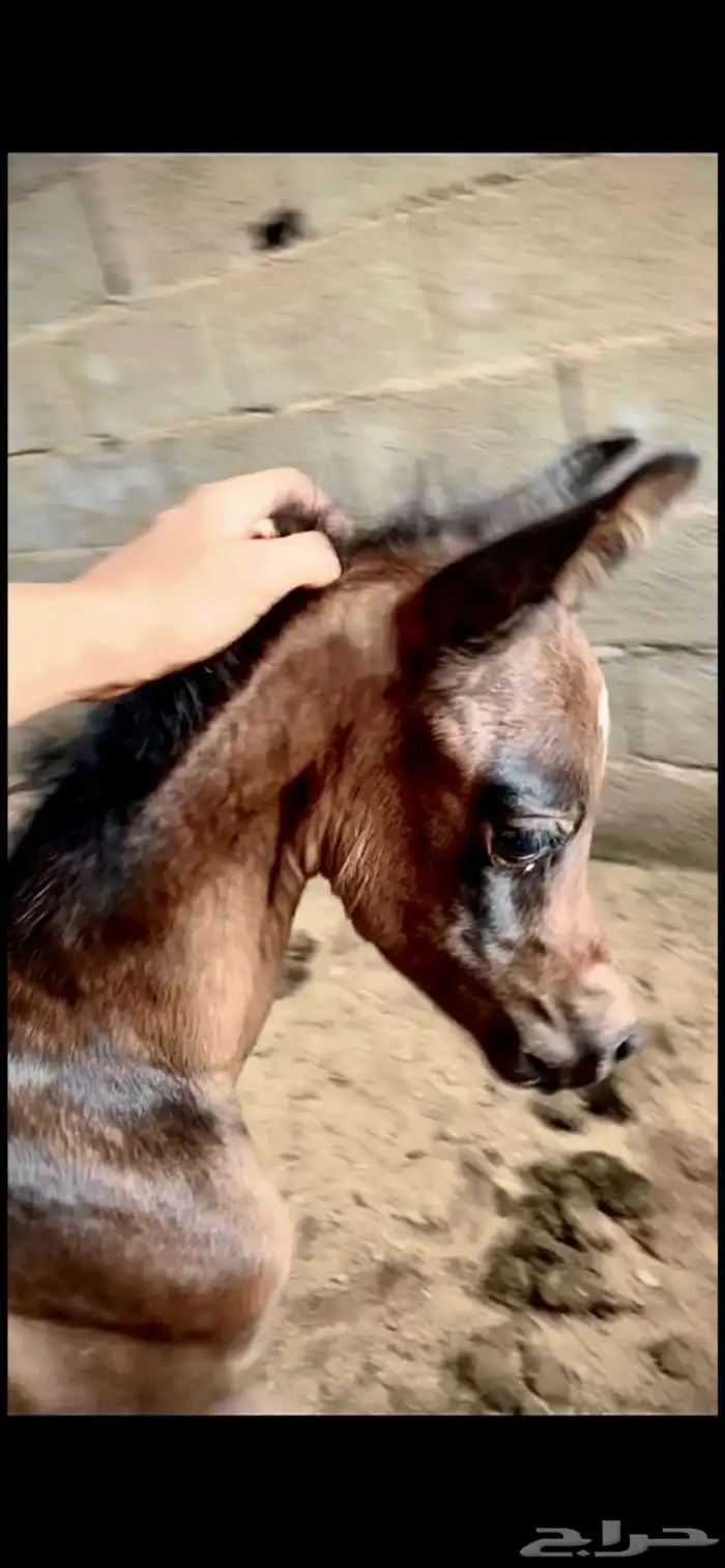 حصان رفيع وجبر 6