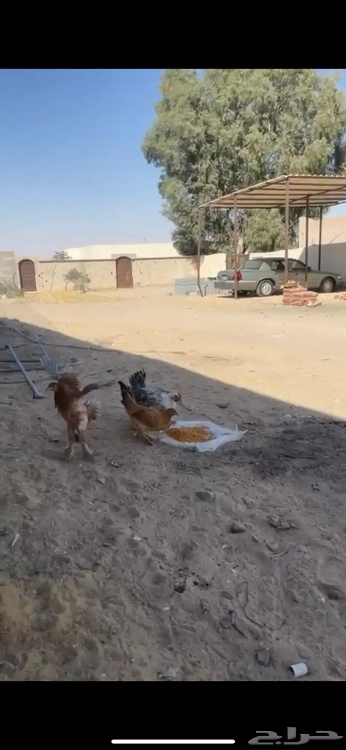 4دجايج وديك 1