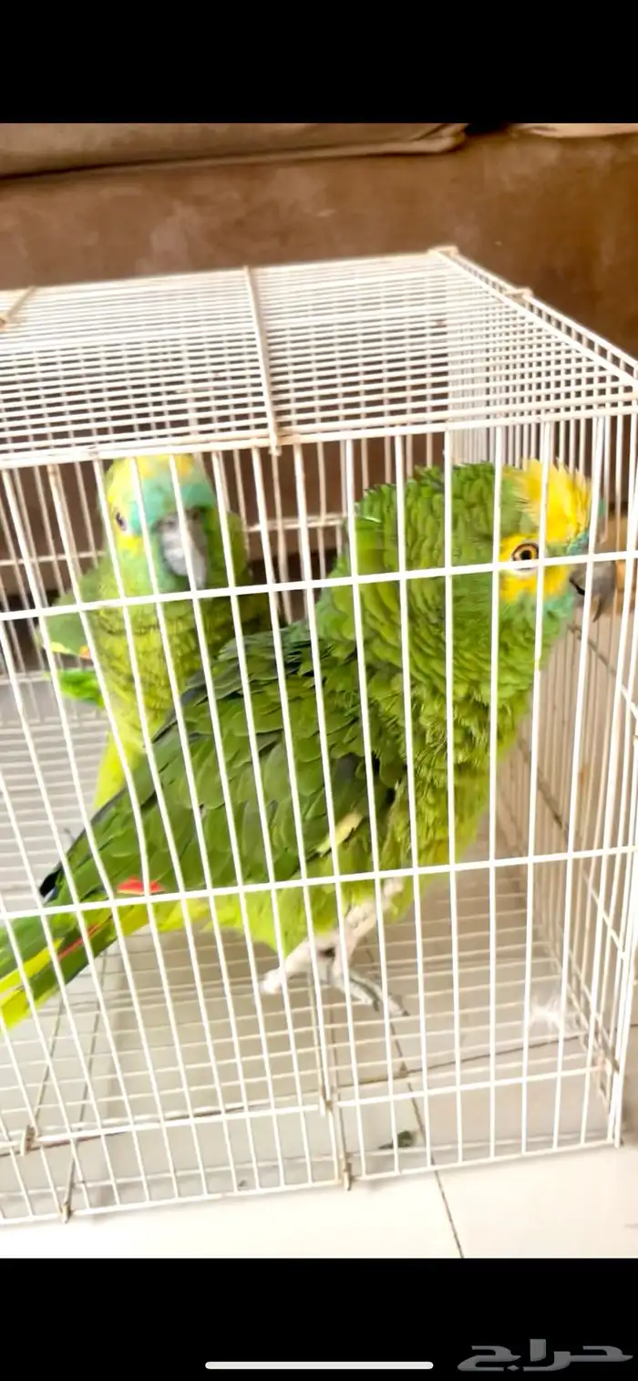 زوج امزوني منتج 0