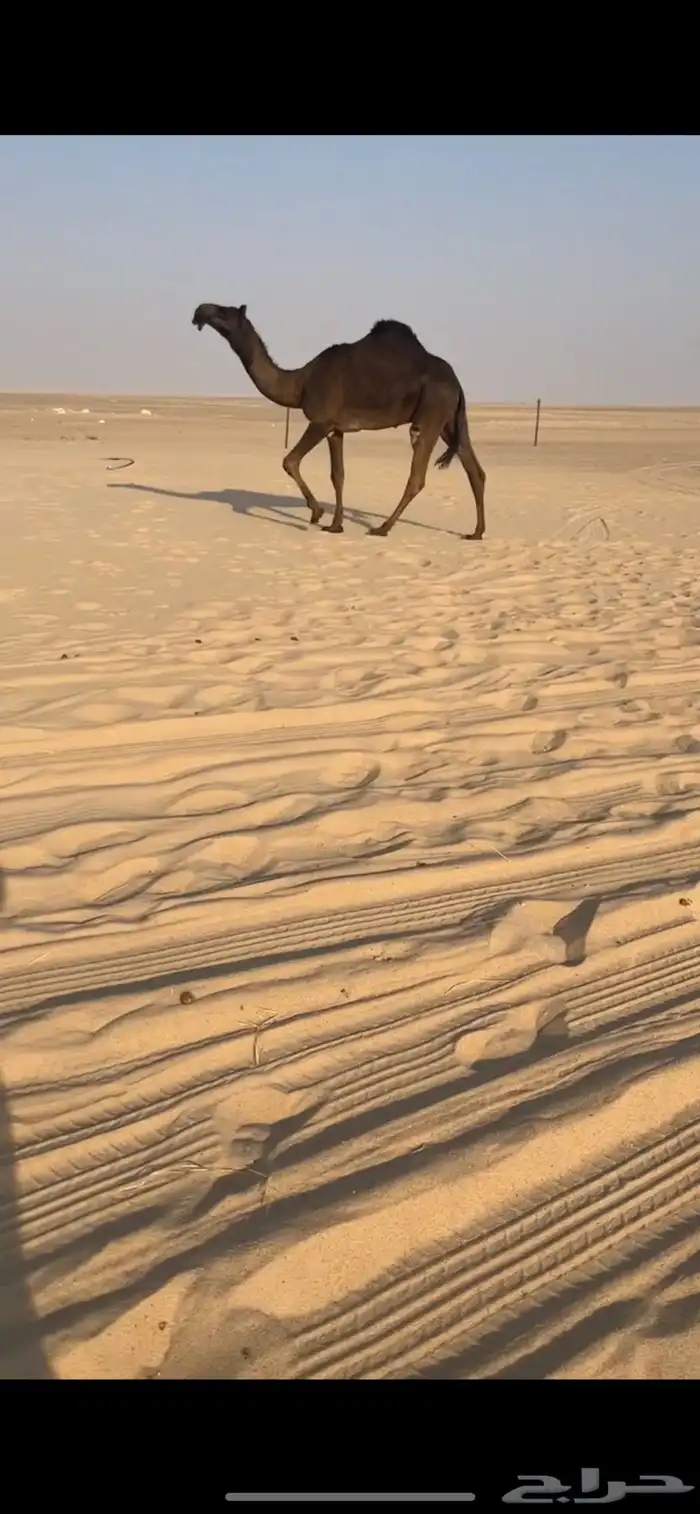 قعود مجهم فحل نادر 2