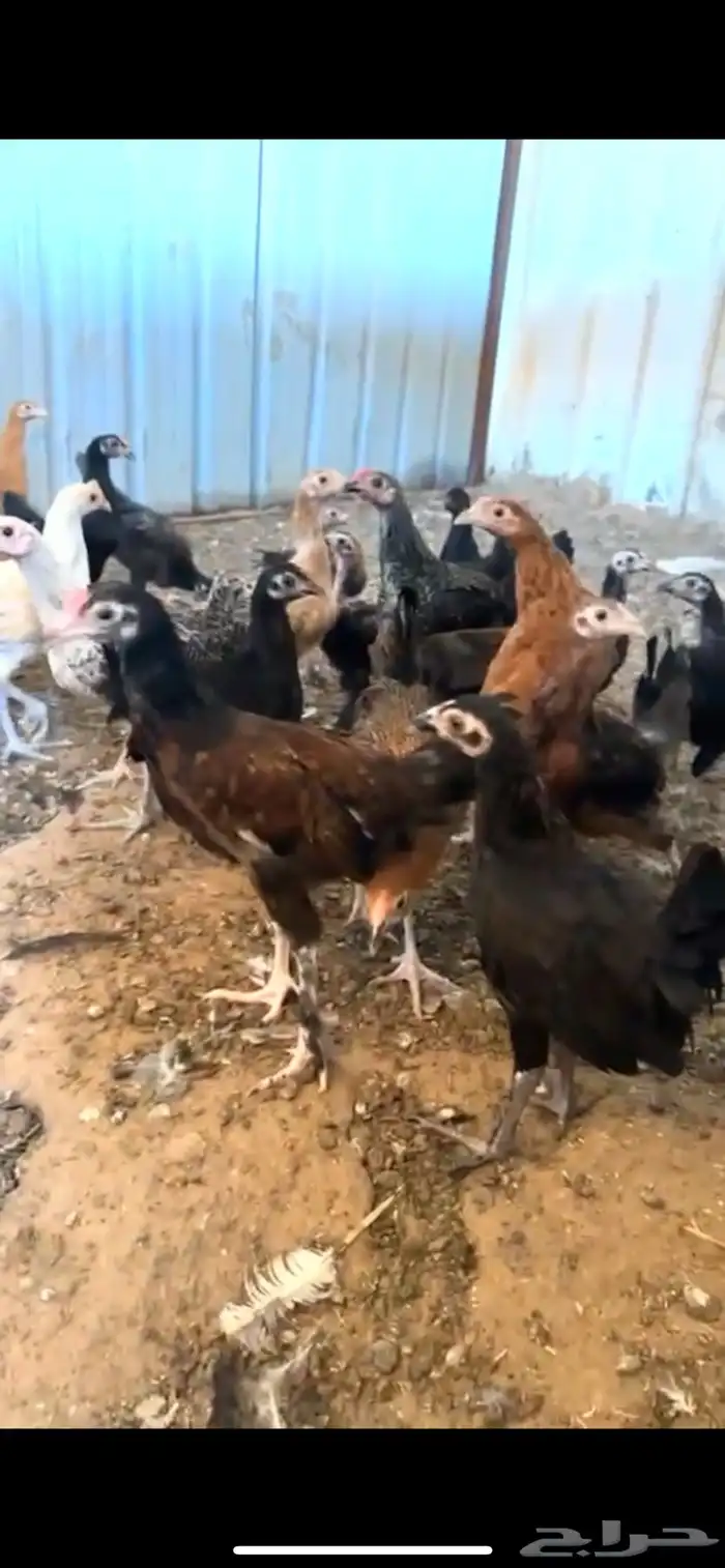 فراريج مشكل براهما دجاج عادي فيومي تركي 8