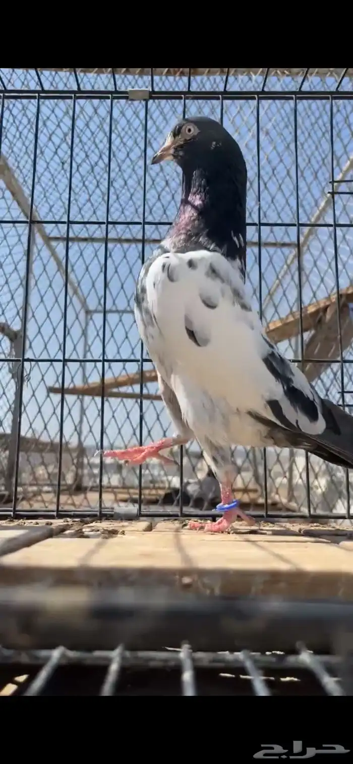 حمام باكستاني تم البيع 0