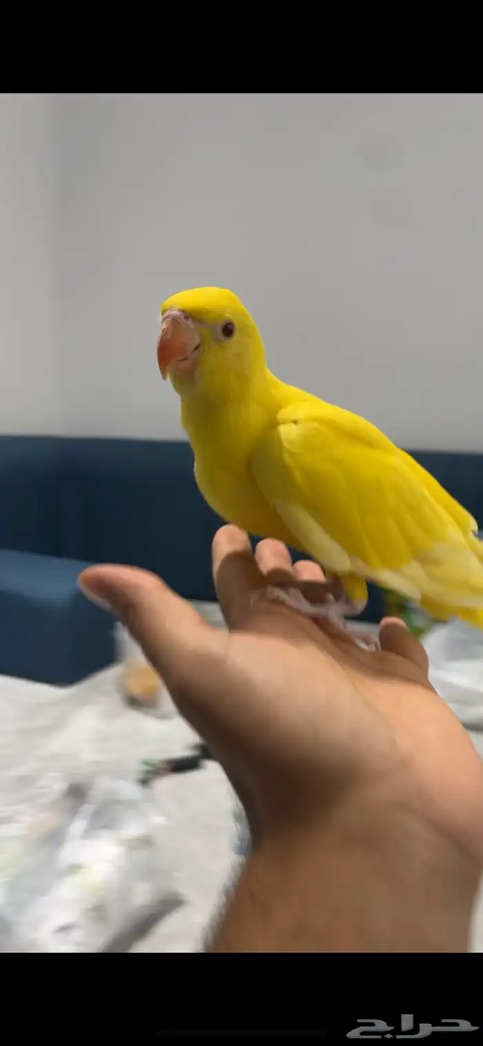 فرخ درة هولندي لاتينو ( تم البيع ) 6