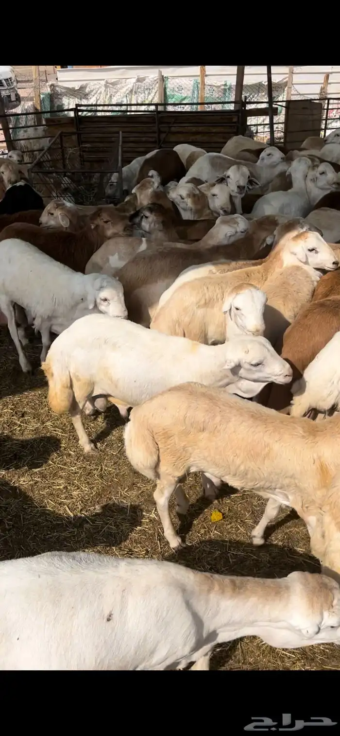 رفيدي بهم رفيد عدد150 0