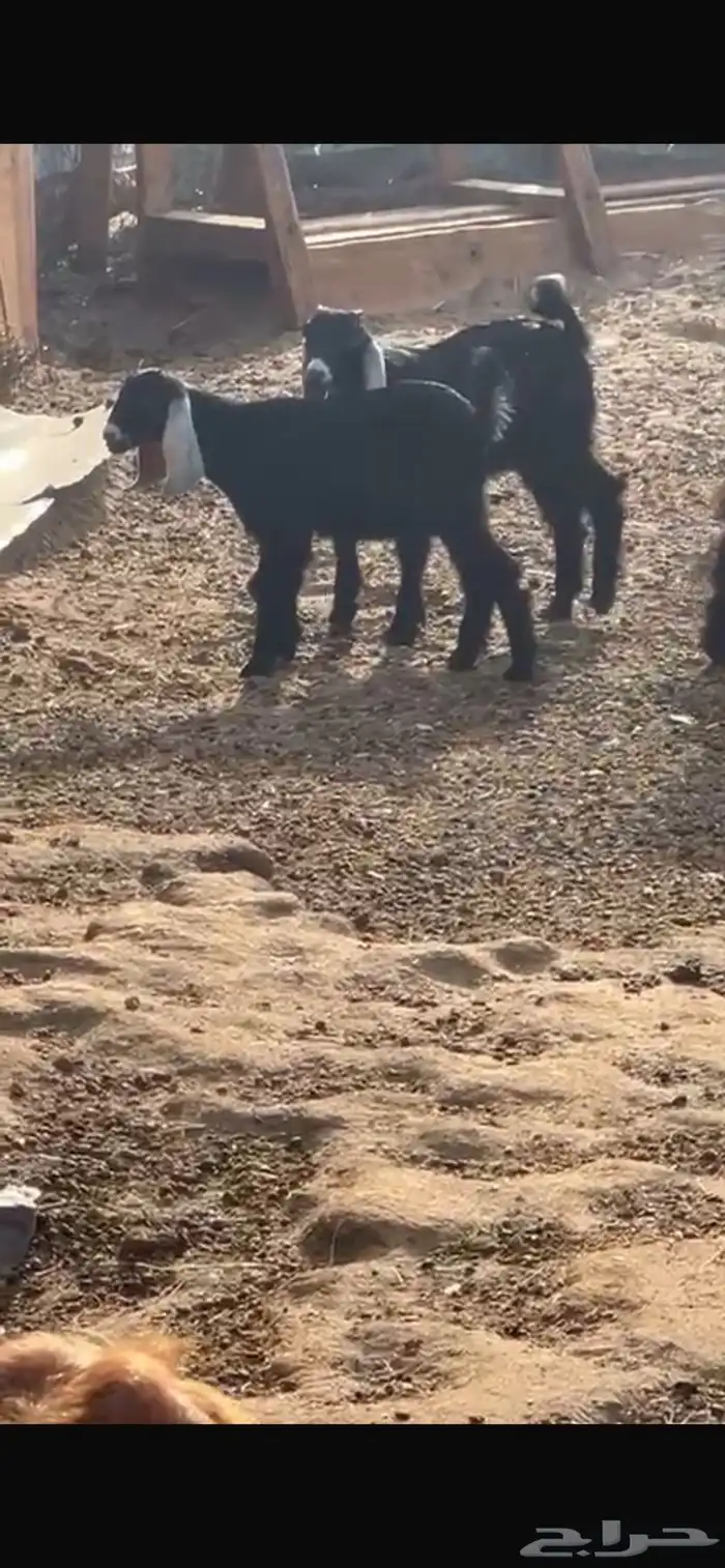 عنز متاومه بجفرات 2