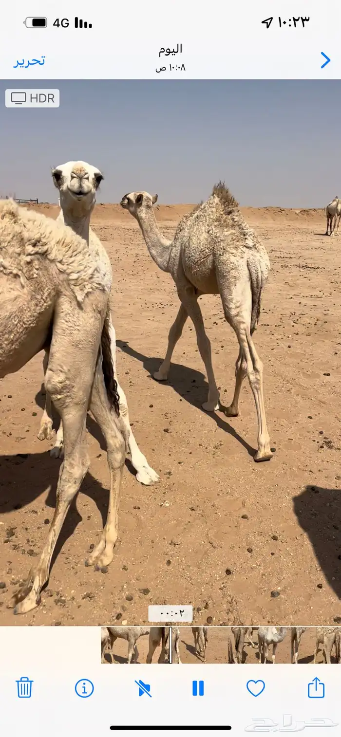 قعدان طيبه وفرصه تربيه حليب 3