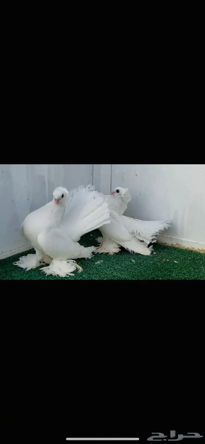 زوج كرنقو ابيض صك مع طبته 0