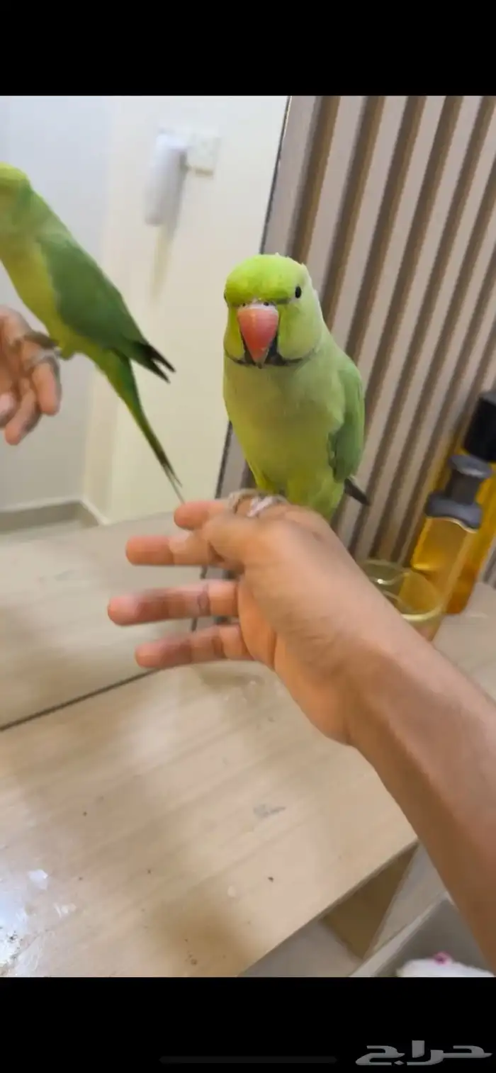 تم البيع تم البيع دره ذكر اليف 0