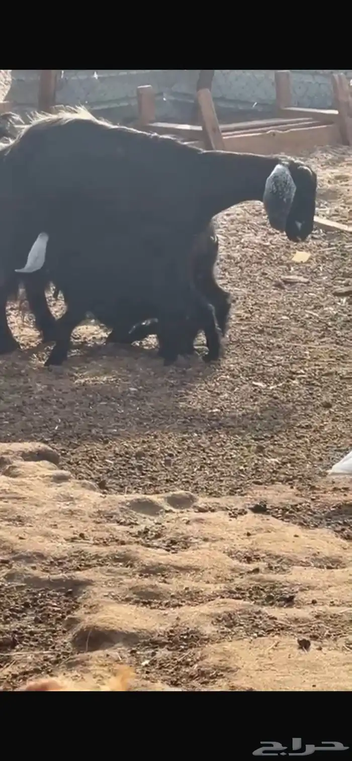 عنز متاومه بجفرات 0