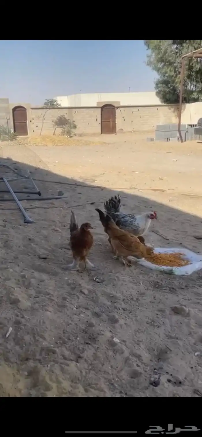 4دجايج وديك 0