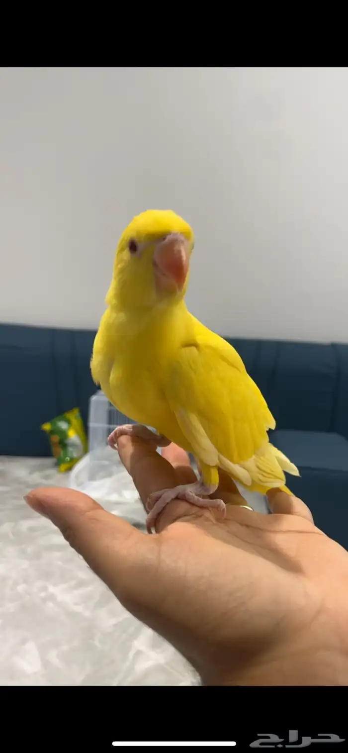 فرخ درة هولندي لاتينو ( تم البيع ) 5