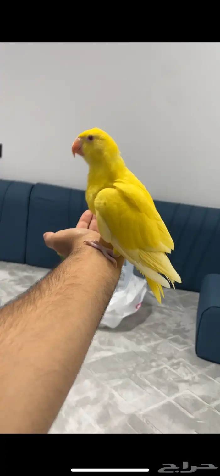 فرخ درة هولندي لاتينو ( تم البيع ) 4