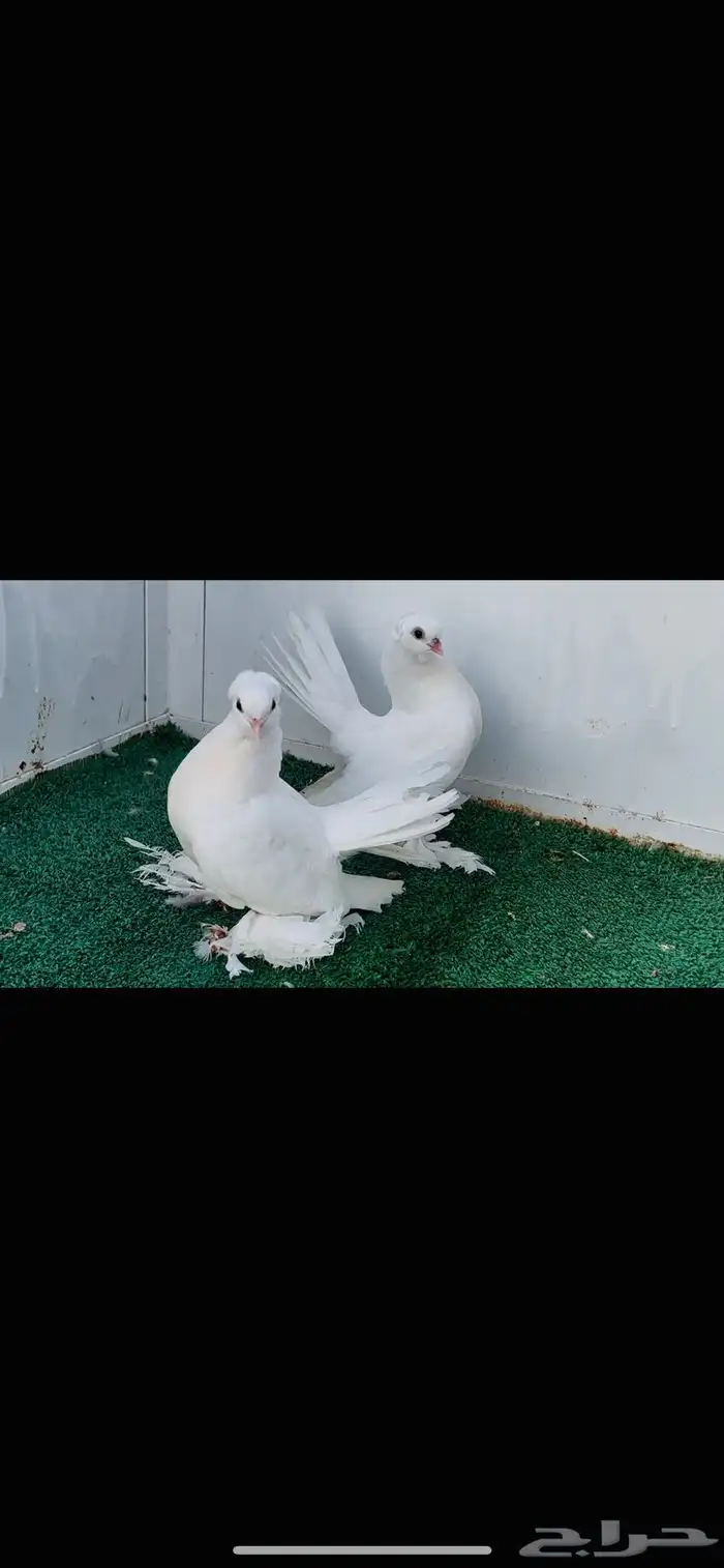 زوج كرنقو ابيض صك مع طبته 1