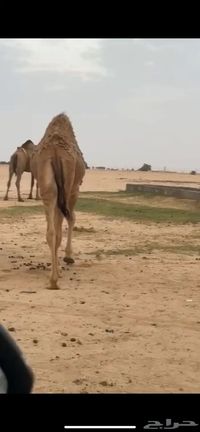 للبيع بكره 1