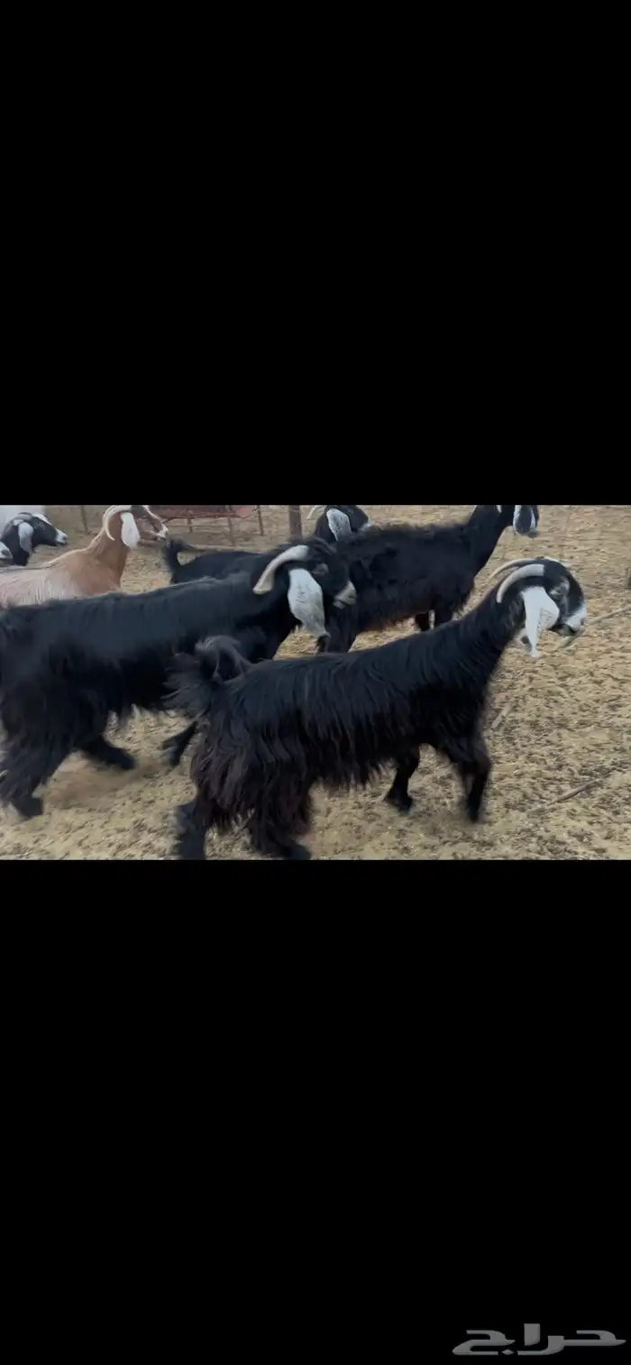 مراح معزاء طيبات وضريع 20