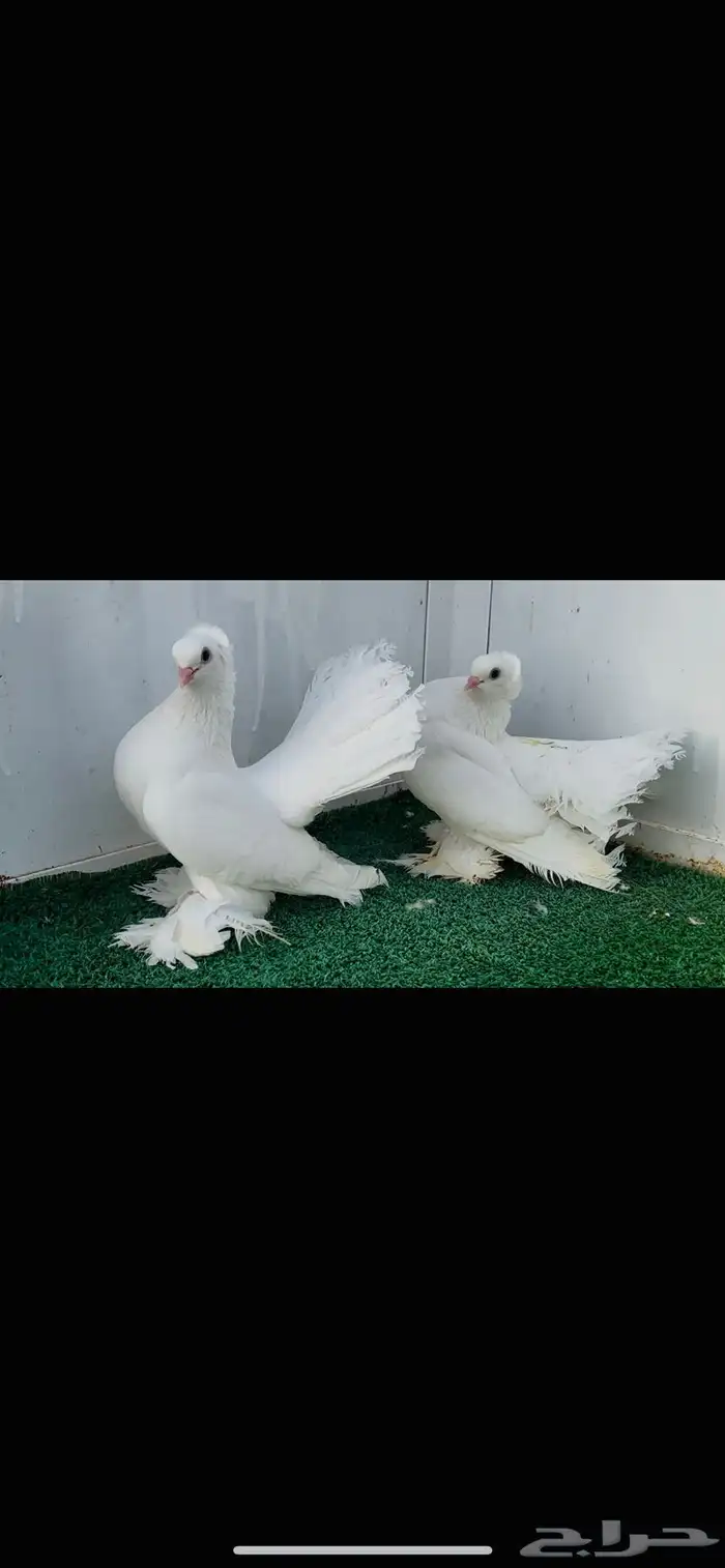 زوج كرنقو ابيض صك مع طبته 3