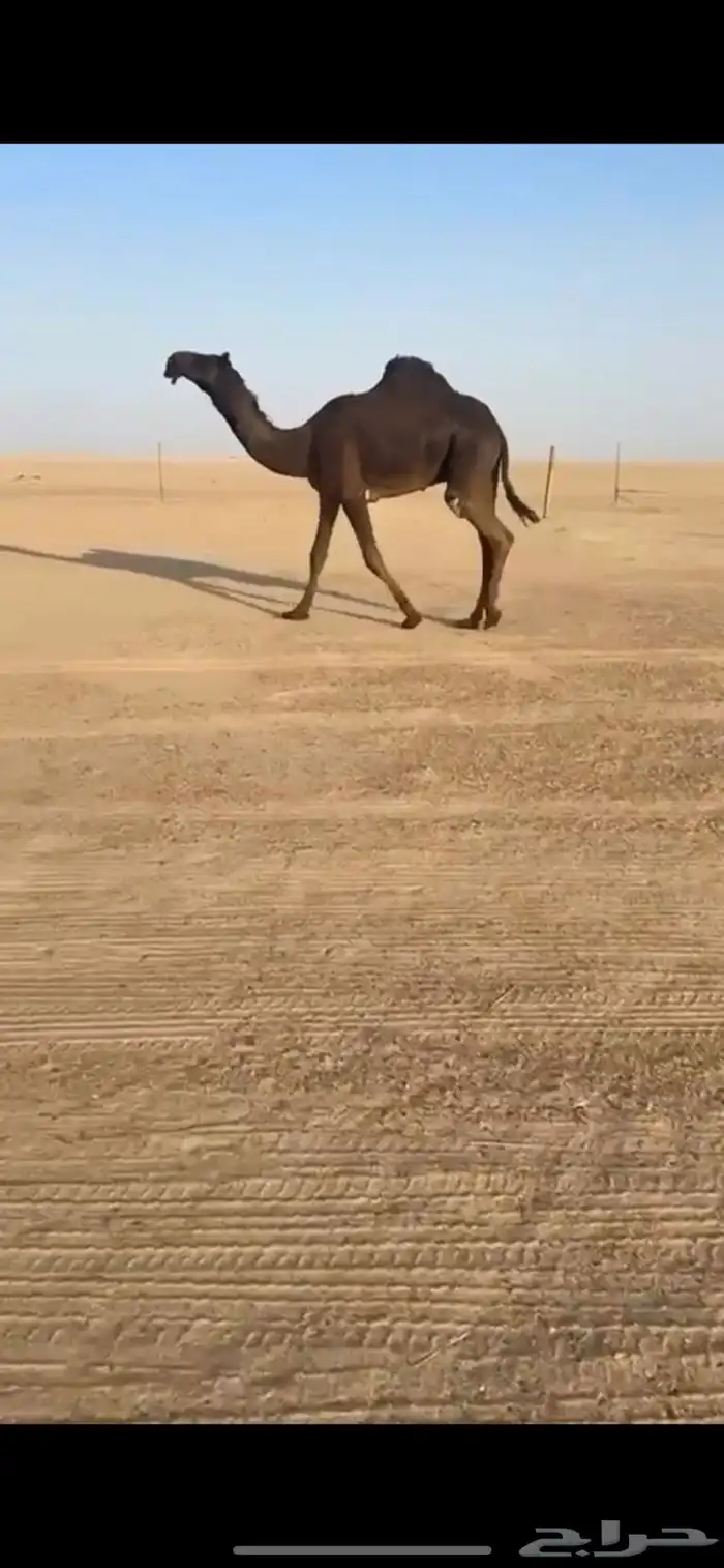 قعود مجهم فحل نادر 1