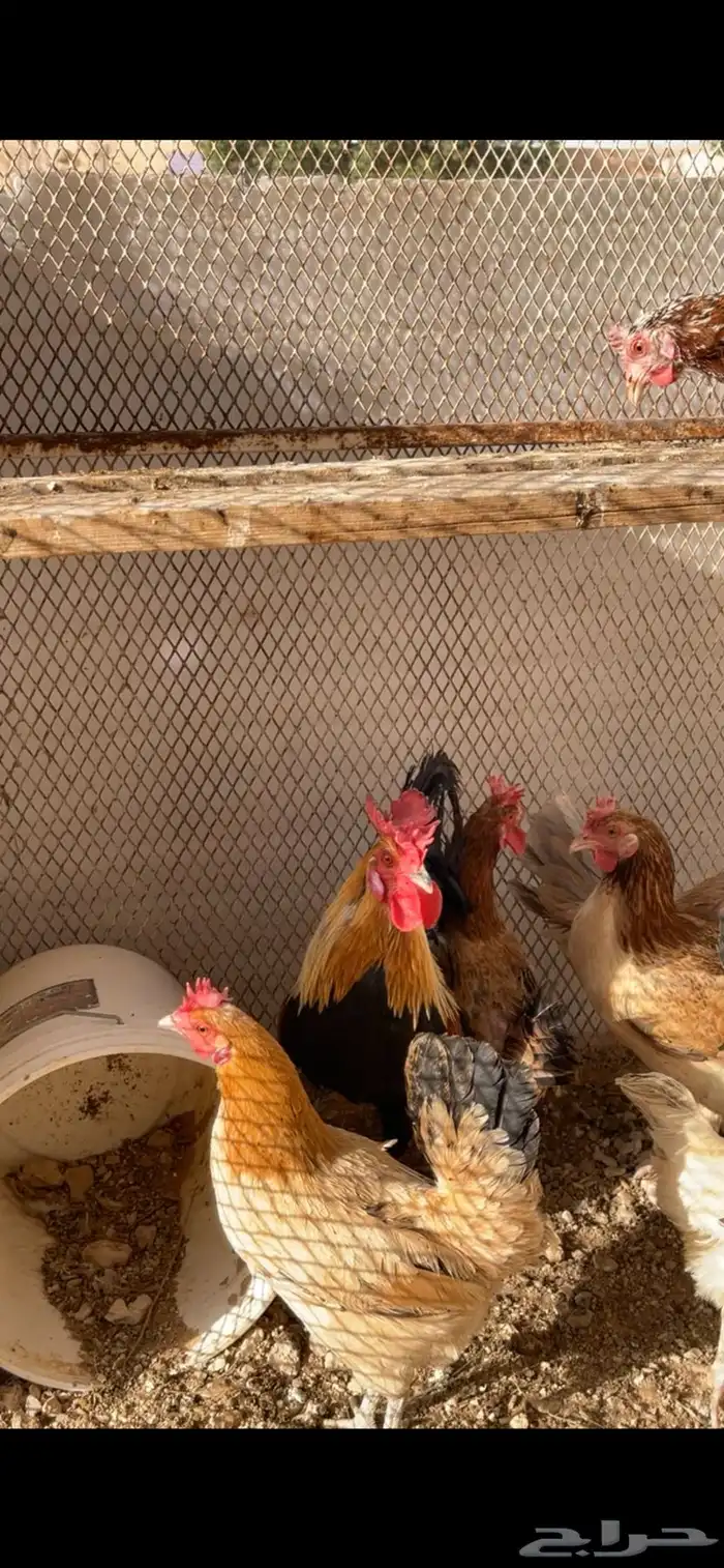 للبيع صوص عربي اصل افرق فيه اطقم وفيه تفردي 6