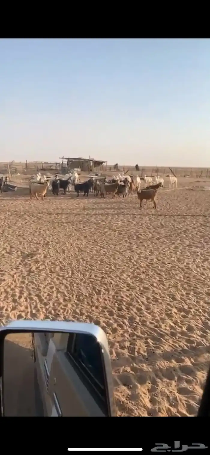 معزا للبيع 1
