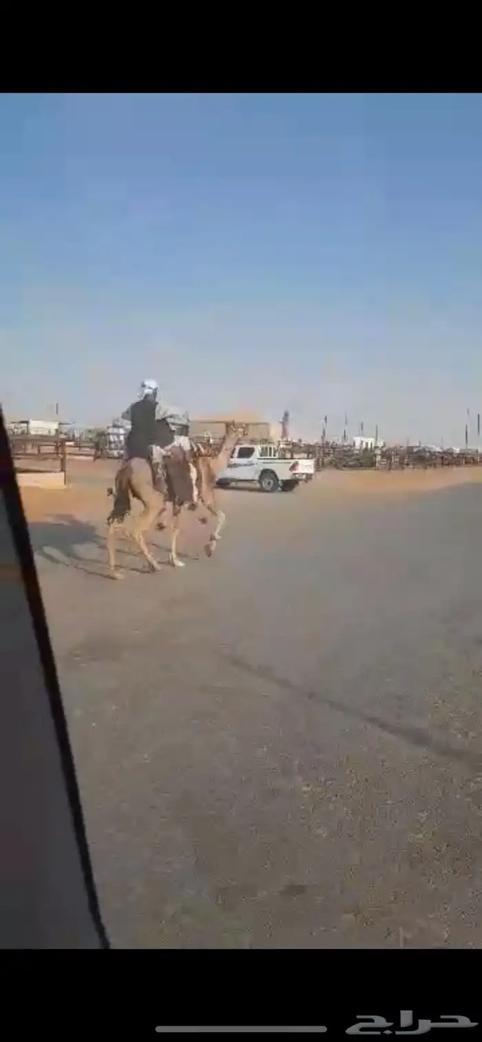 رحول حمرا طوع 2