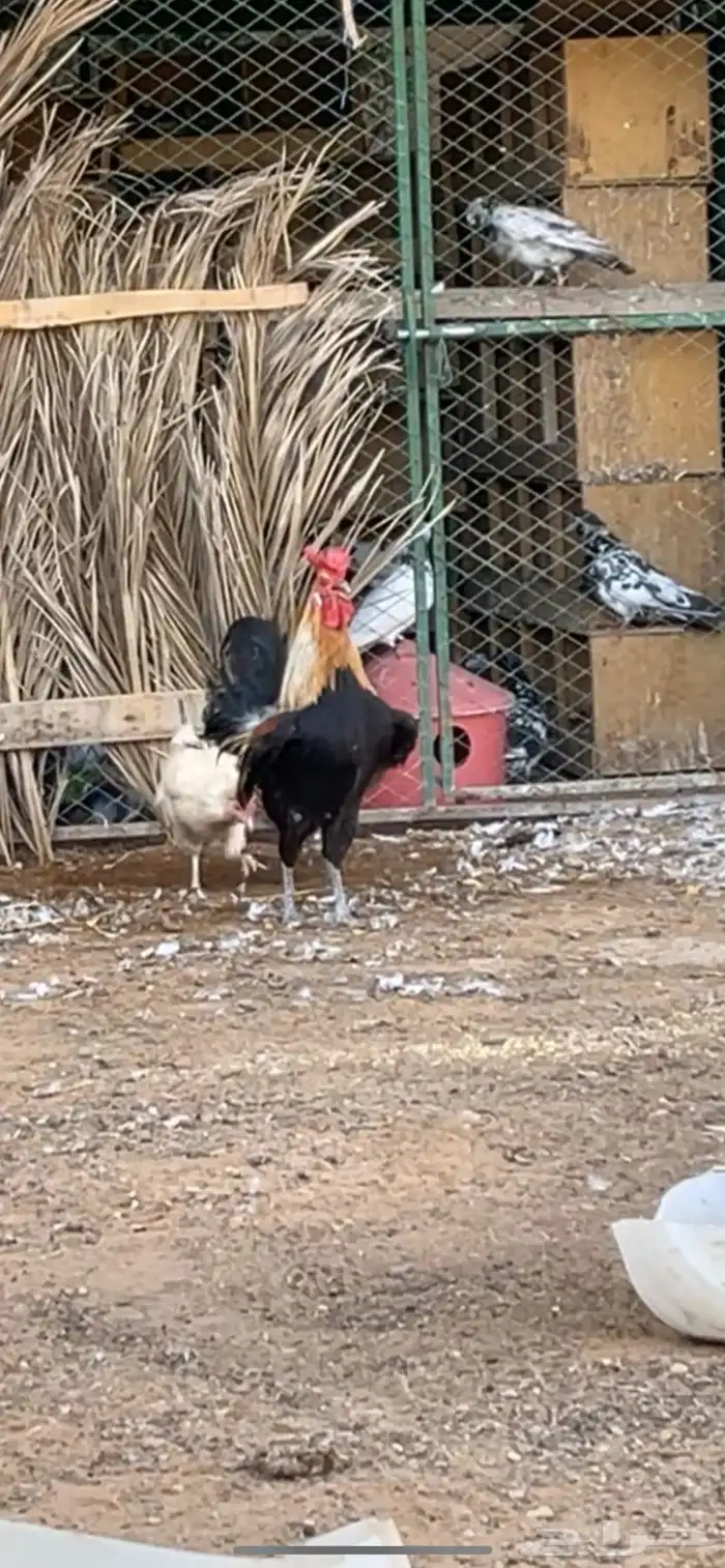 للبيع صوص عربي اصل افرق فيه اطقم وفيه تفردي 4