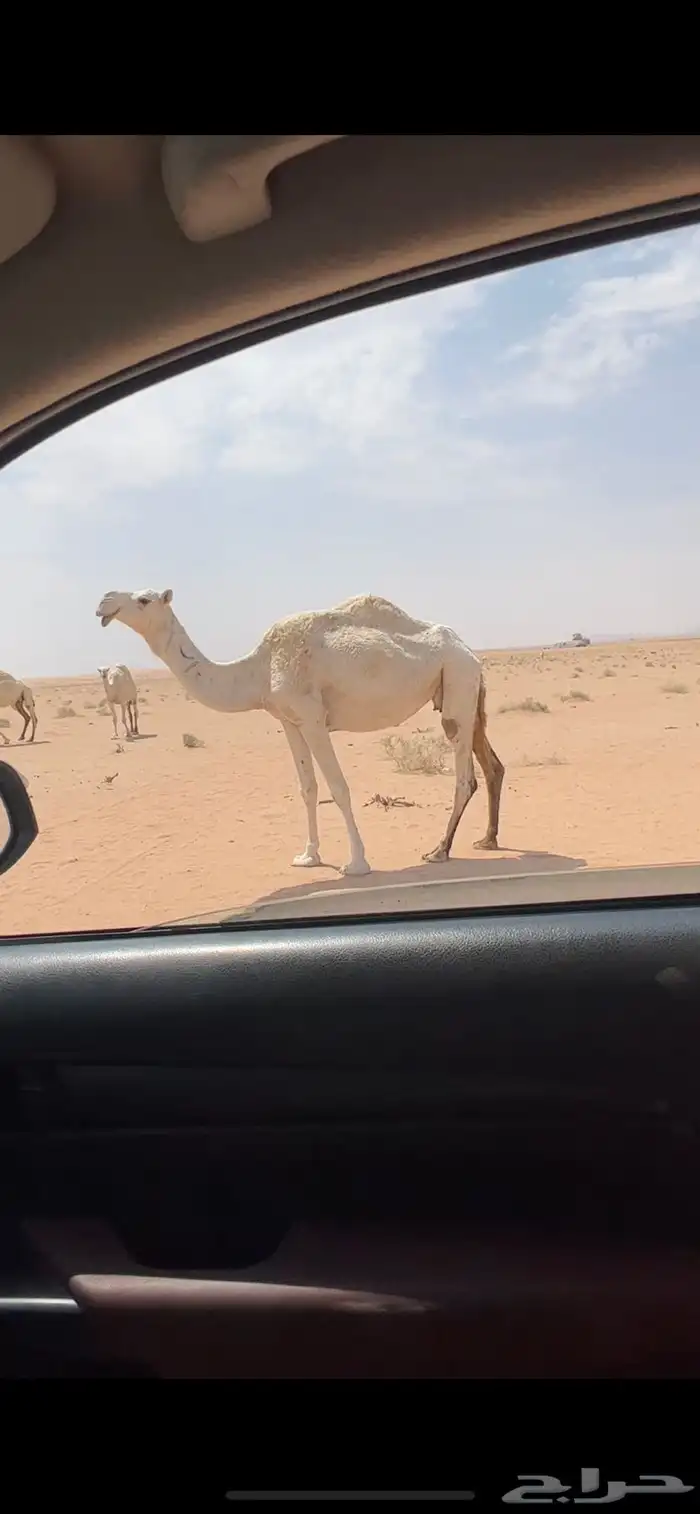 للبيع الناقه ضريبه مبيوع ولدها ونضيف شرط سنها شاق وناقه تلقح 0