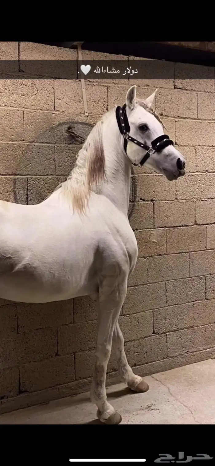 حصان رفيع وجبر 0