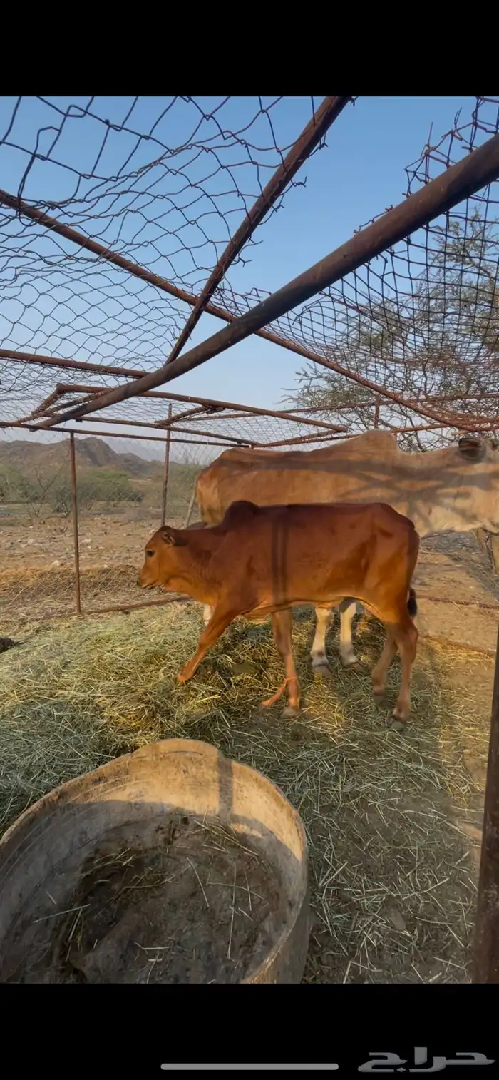 بقر 3