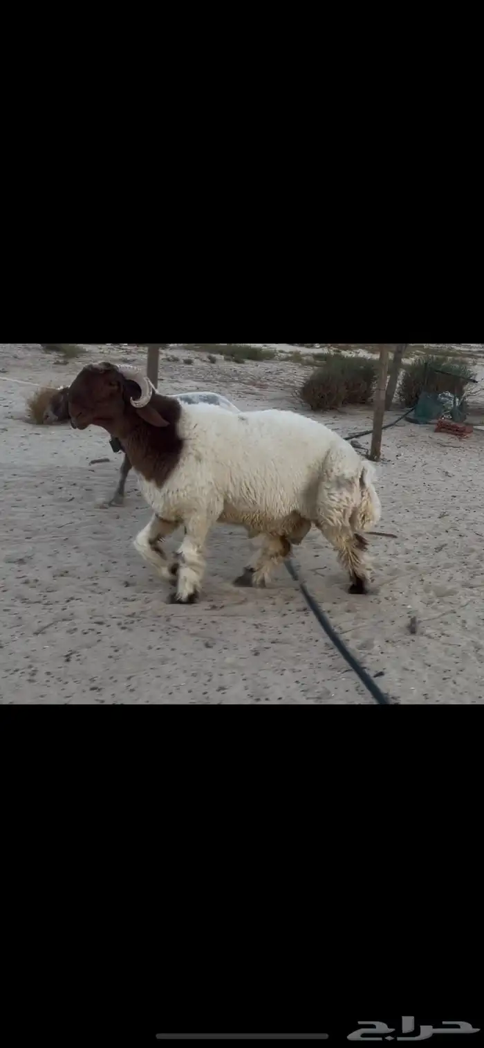 جذع نعيم صنف فاخر 1