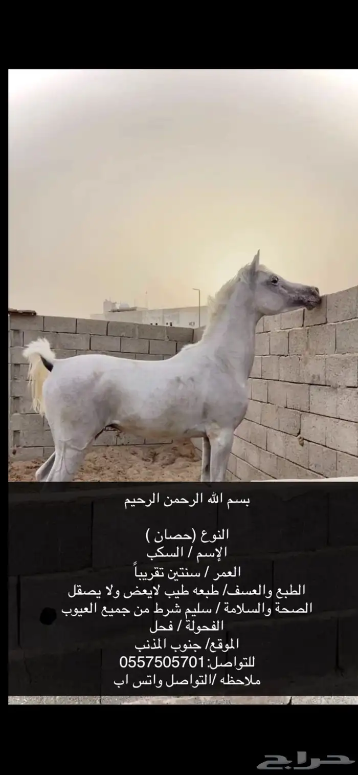 حصان للبيع مستعجل 1