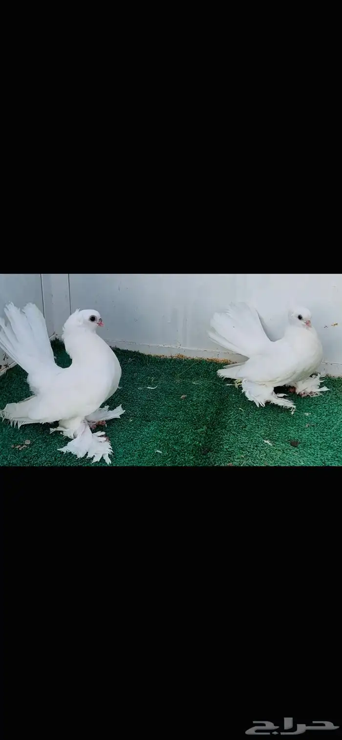 زوج كرنقو ابيض صك مع طبته 4