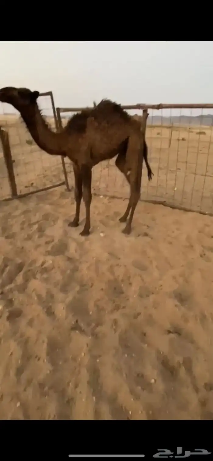 قعود عمره 7شهور ع جميع الشروط وعلا حليب امه 2