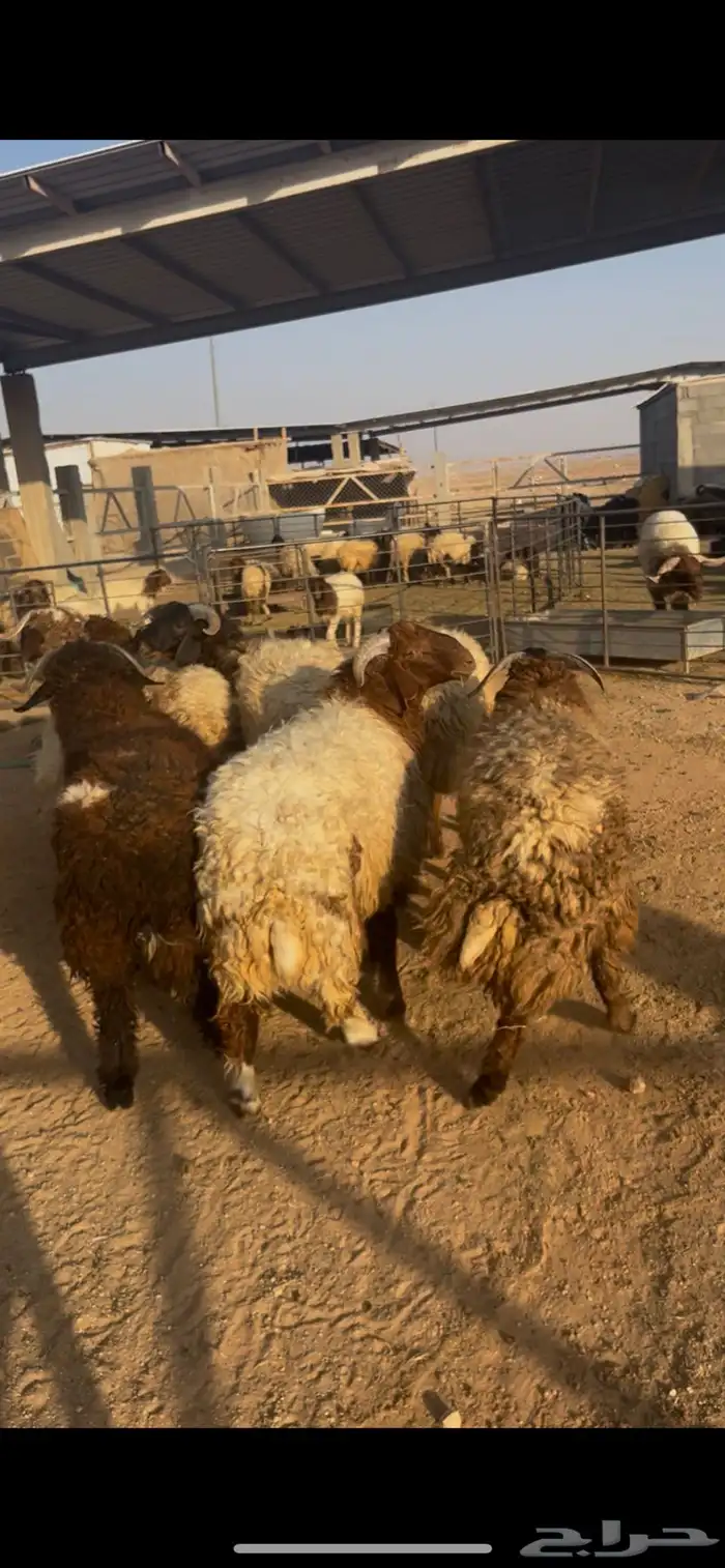 ذبايح تمايم فاخر 2