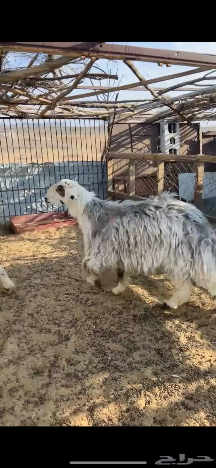 طلي جذغ فحل للبيع 0
