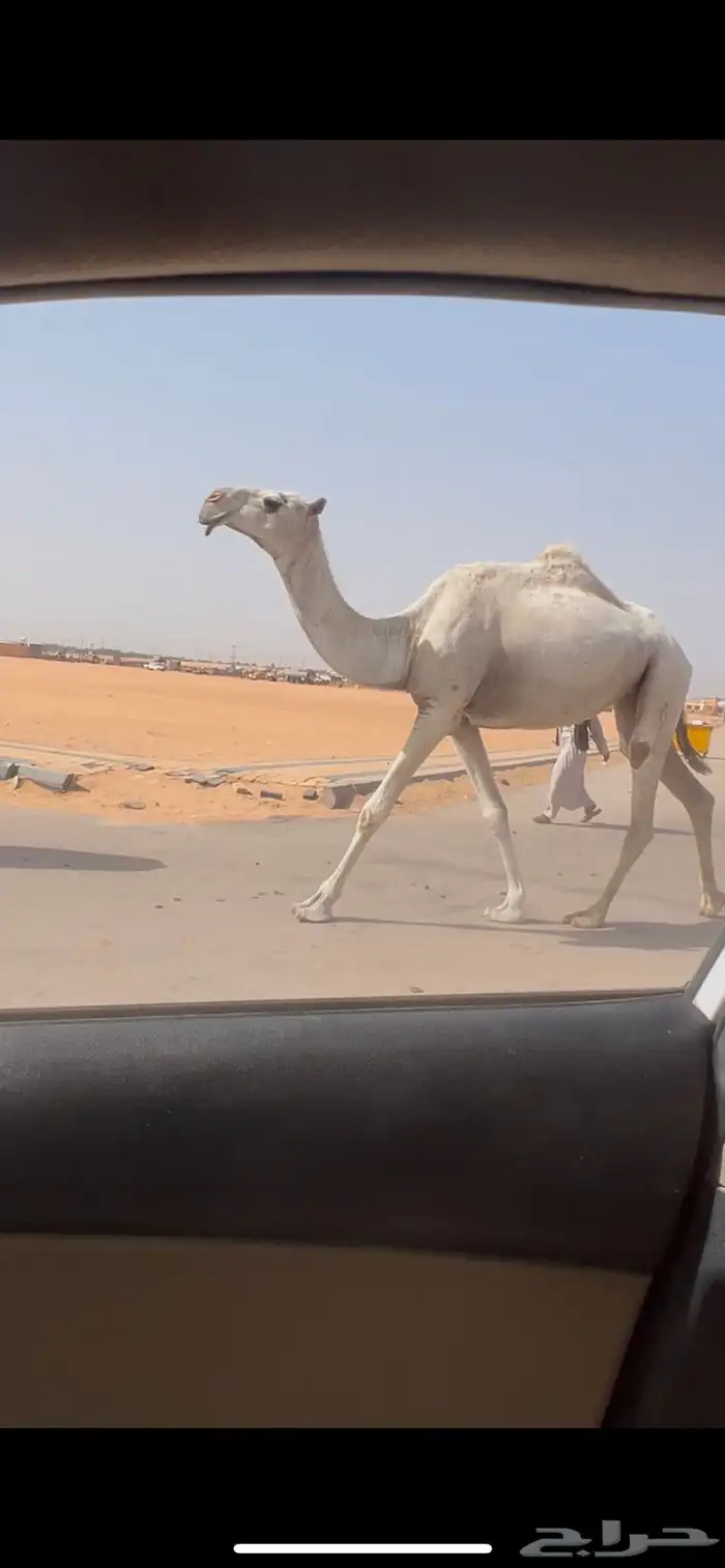 ثنيه وضحا طيبه السوم 9 1