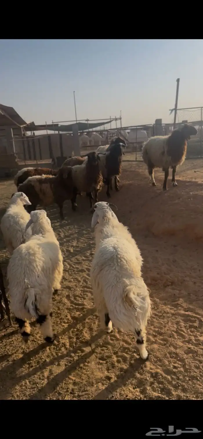 ذبايح تمايم فاخر 1