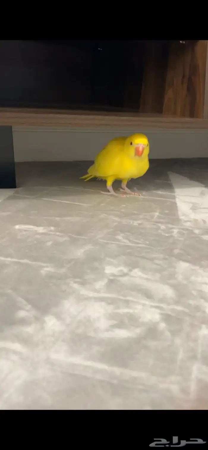 فرخ درة هولندي لاتينو ( تم البيع ) 3