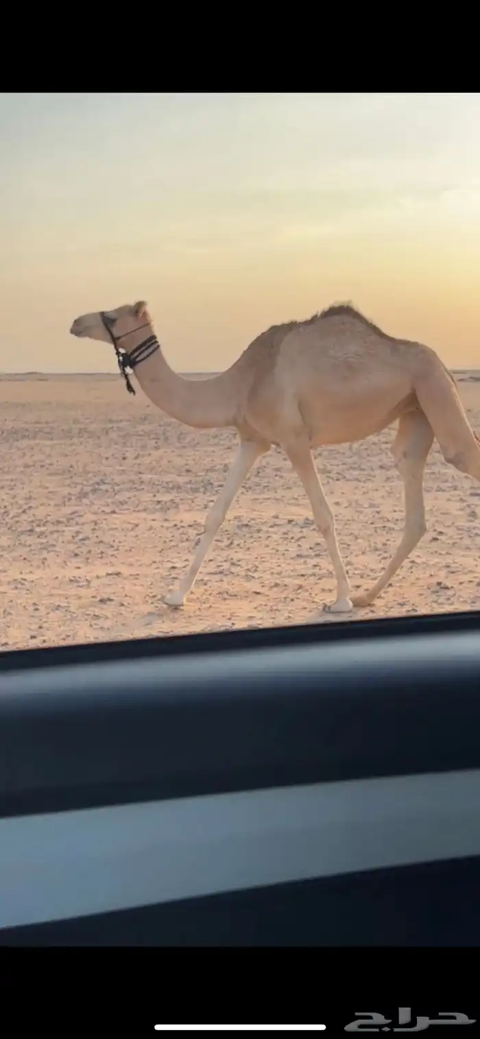 بكره حقه عمانيه هجن 0